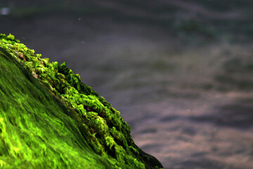 Reunion of crabs on moss and rocks with blue sea
