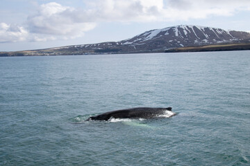 Fototapeta premium humpback tail