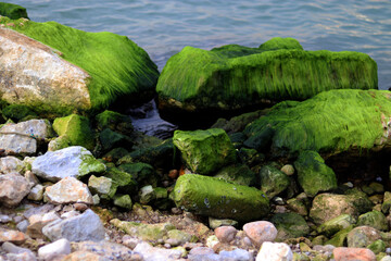Naklejka premium Reunion of crabs on moss and rocks with blue sea
