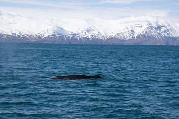 Fototapeta premium humpback tail