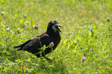 black raven with an open beak, against a background of green grass