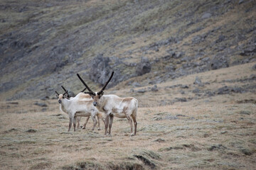 Fototapeta premium antelope in the wild