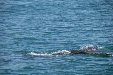 Obraz premium humpback tail