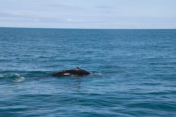 Obraz premium boat in the ocean