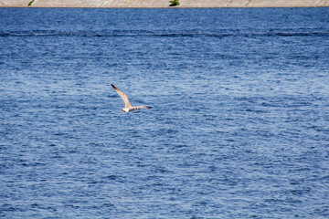 Fototapeta na wymiar One seagull flies over the water.