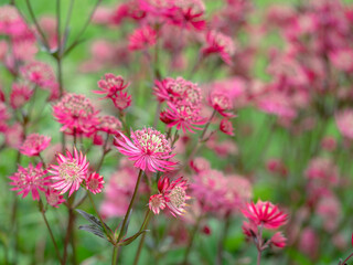 Pretty flowers of masterwort Astrantia major Ruby Star