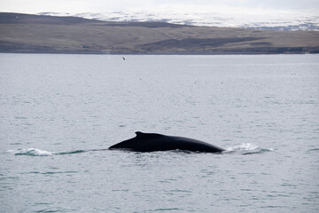 Fototapeta premium humpback whale tail