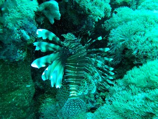 lion fish in the sea