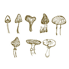 mushrooms on a white. set of hand drawn flowers and leaves.