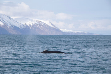 Fototapeta premium humpback whale tail
