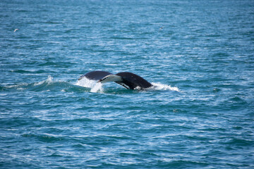 Fototapeta premium humpback tail
