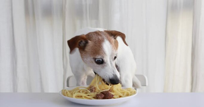 Cute dog jack russell terrier eating pasta with meat at the table on the background of a white curtain
