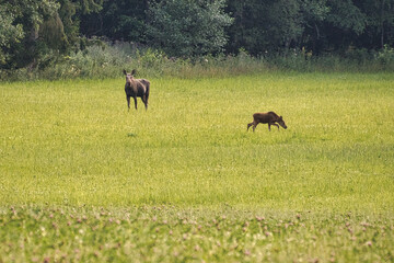 Wer ein Elch in der freien Natur begegnen durfte, wird dieses Erlebniss nicht mehr vergessen. Sehr beeindruckende Tiere. Diese wurden in Schweden Smalland gesehen