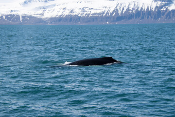 humpback whale tail