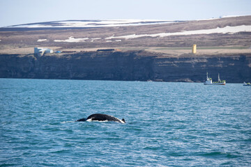 Fototapeta na wymiar humpback whale tail