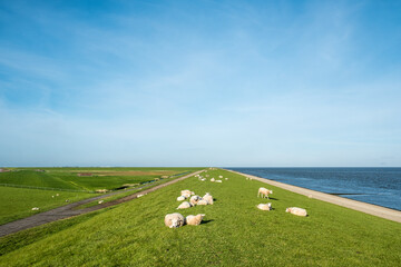 Sheep on a dike near Zurich, Friesland Province, The Netherlands