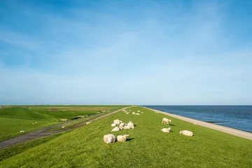 Fotobehang Sheep on a dike near Zurich, Friesland Province, The Netherlands © Holland-PhotostockNL