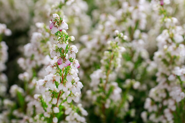 White heather (Calluna vulgaris) in the forest.