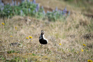 red winged blackbird
