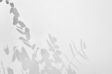 Light and shadow eucalyptus branches on grunge white wall concrete background.Silhouette abstract tropical leaf natural pattern for wallpaper, spring ,summer texture.Black and white blurred image.