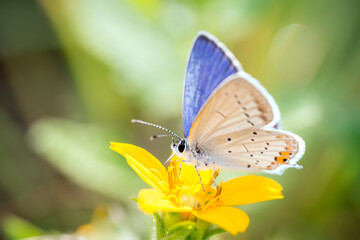 Short-tailed blue Butterfly or tailed Cupid - Cupido argiades - on green and gold - Chrysogonum...
