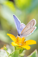 Short-tailed blue Butterfly or tailed Cupid - Cupido argiades - on green and gold - Chrysogonum virginianum.