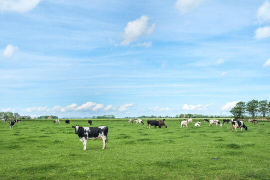 Cows in the meadow, Friesland Province, The Netherlands