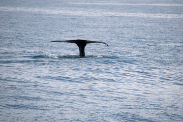Fototapeta premium humpback tail