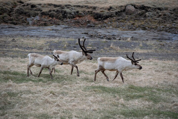 antelope in the wild