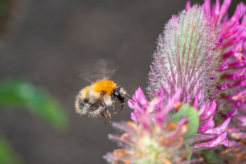 Common carder bee - Bombus pascuorum - pollinates Trifolium rubens