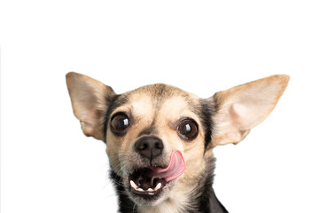 food for small breeds of dogs,puppy licks his lips from delicious meal,isolated pet,active cute...
