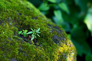 緑豊かな、夏のくりはま花の国