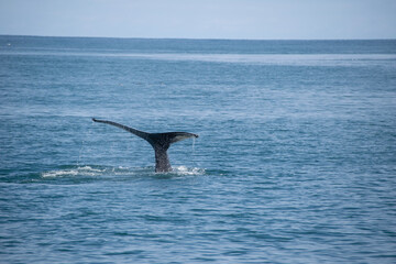 Fototapeta premium humpback tail
