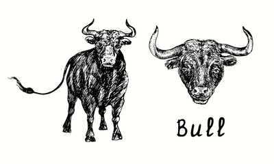 Hand drawn black bull collection, standing and head portrait, front view. Ink black and white drawing illustration
