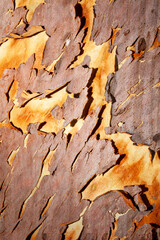 scribbly bark