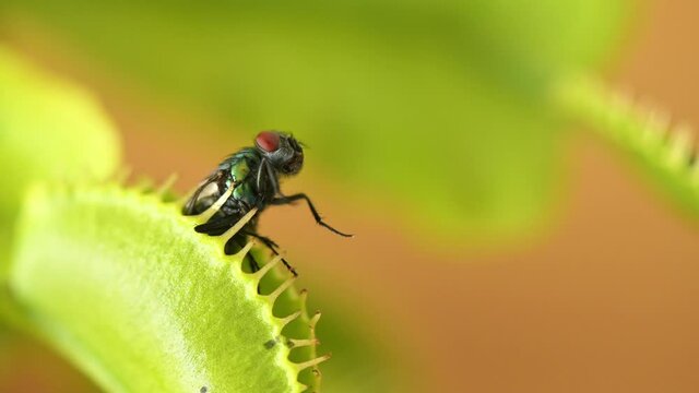 Venus flytrap with captured fly - Macroshot with low depth of field