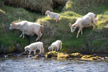 Fototapeta premium herd of sheep