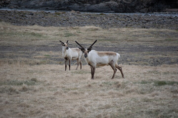 antelope in the wild