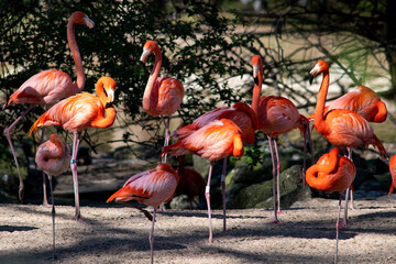 Flamants roses
Pink flamingos