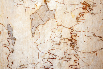 scribbly bark - obrazy, fototapety, plakaty