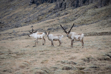 antelope in the wild