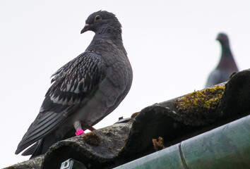 Pigeons (Columbinae) resting after flights.