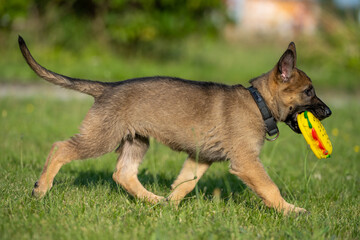 An eight weeks old German Shepherd puppy playing with a toy in green grass. Sable colored, working line breed