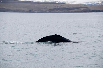 Fototapeta premium humpback tail
