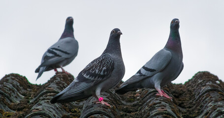 Pigeons (Columbinae) resting after flights. © Adam