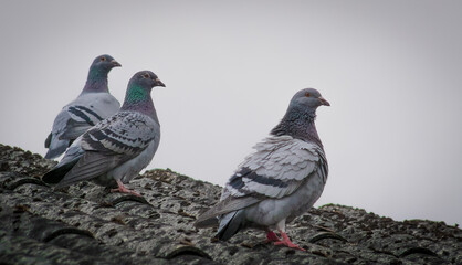 Pigeons (Columbinae) resting after flights.