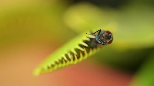 Venus flytrap with captured fly - Macroshot with low depth of field