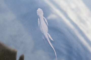 salamander swims