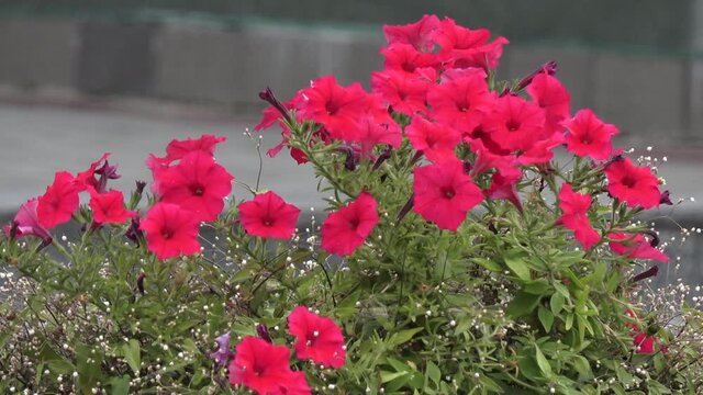 Really deep red petunia. Beautiful flowers on the street with low wind