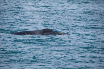Fototapeta premium dolphin in the water